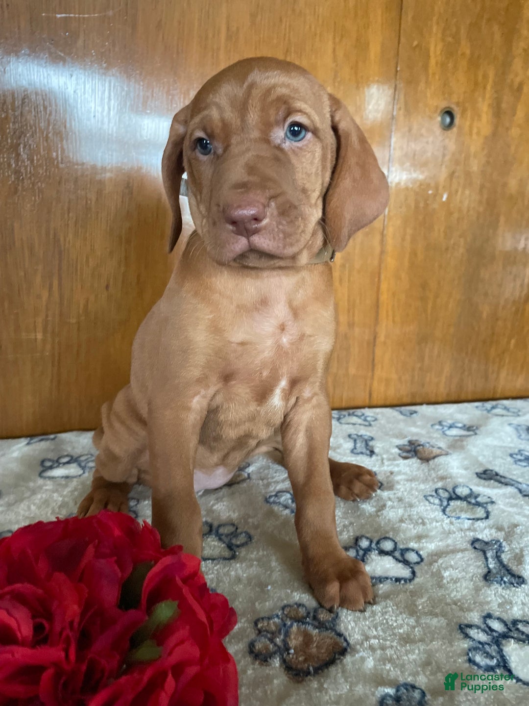 Vizsla dogs for sale: Eden - Ad 3
