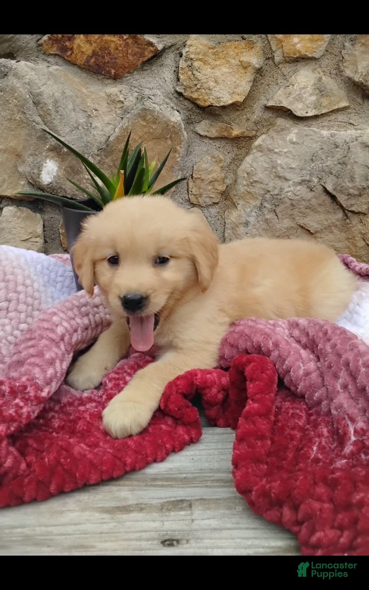 Golden Retriever dogs Rainy  - Ad 2