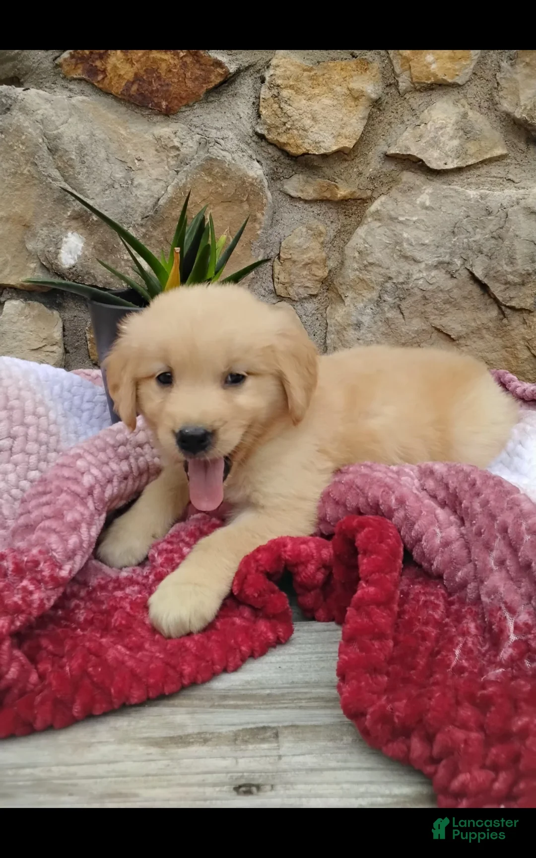 Golden Retriever dogs for sale: Rainy  - Ad 2