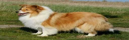 Shetland Sheepdog dogs for sale: Millie - Ad 7
