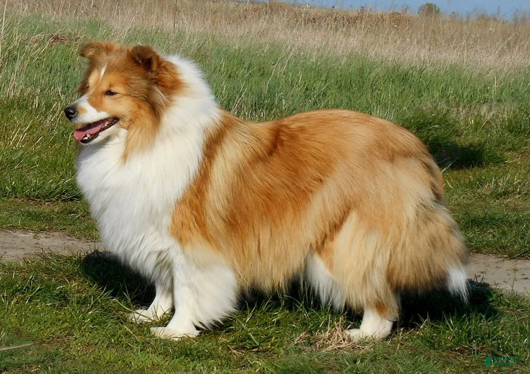 Shetland Sheepdog dogs for sale: Millie - Ad 7