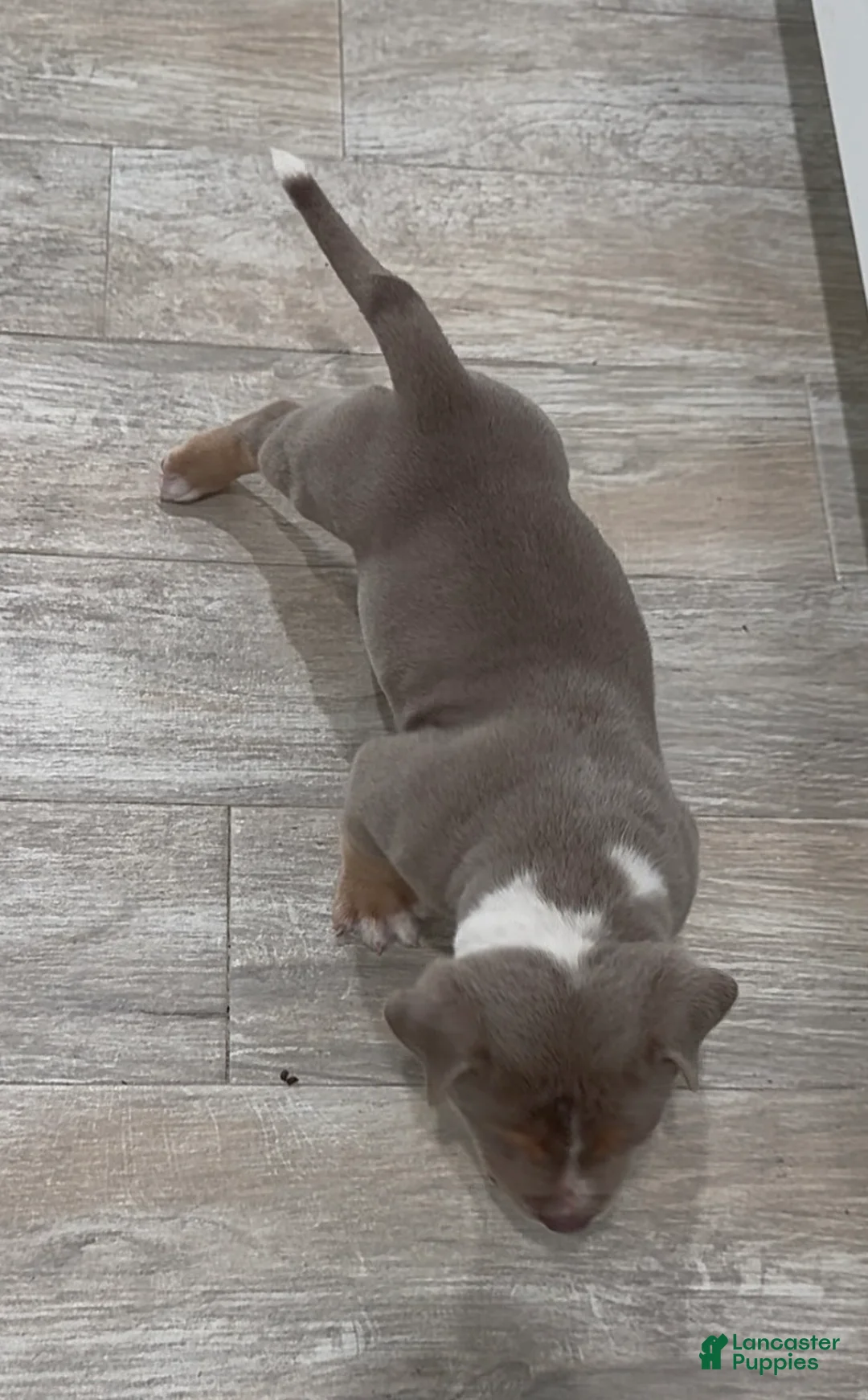 American Bully dogs for sale: American Bully Puppy 3 - Ad 1