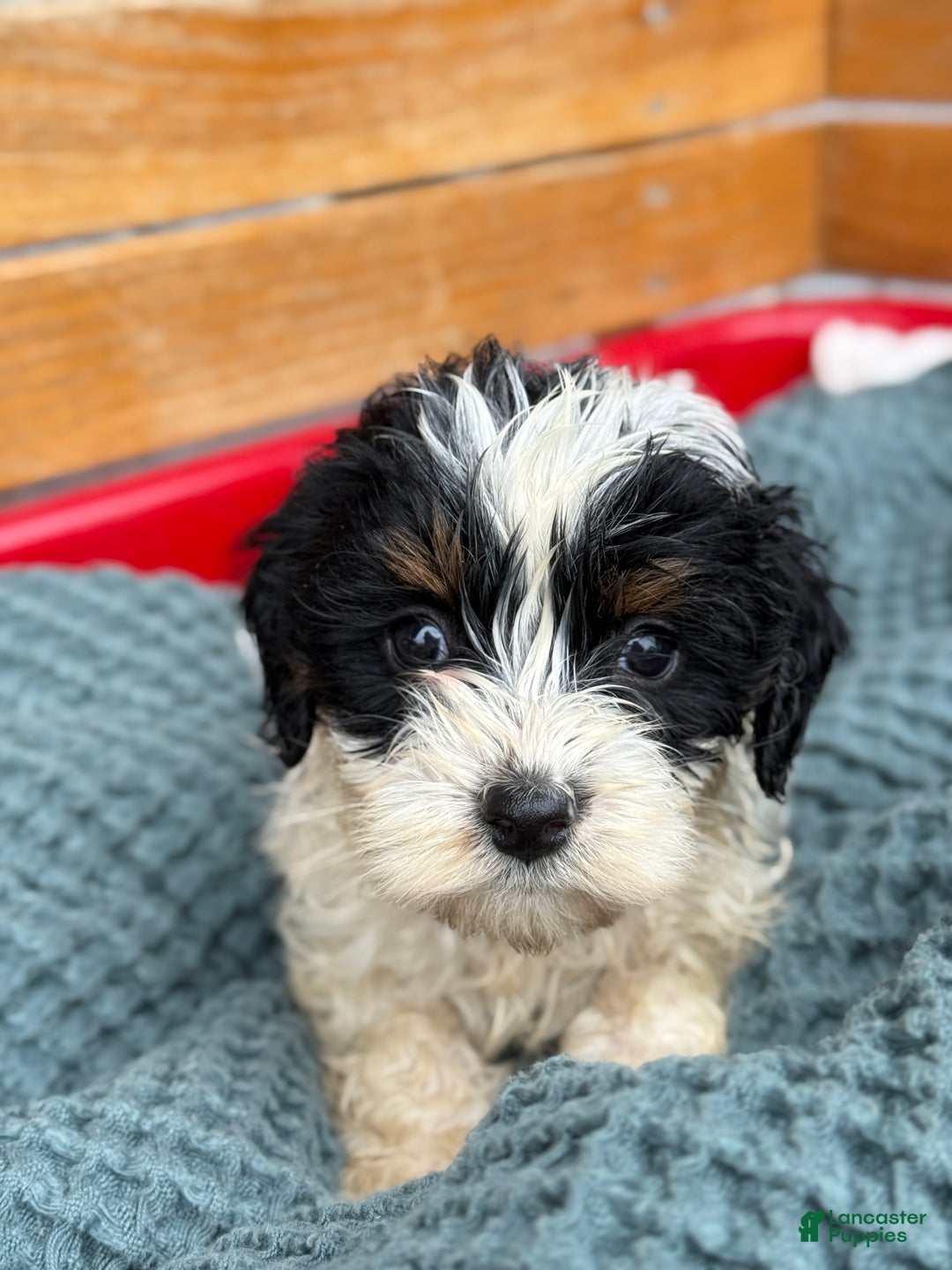 Cavapoo dogs for sale: Arlo - Ad 38