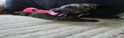 Mixed Breed dogs for sale: Pink-Full Brindle - Ad 10