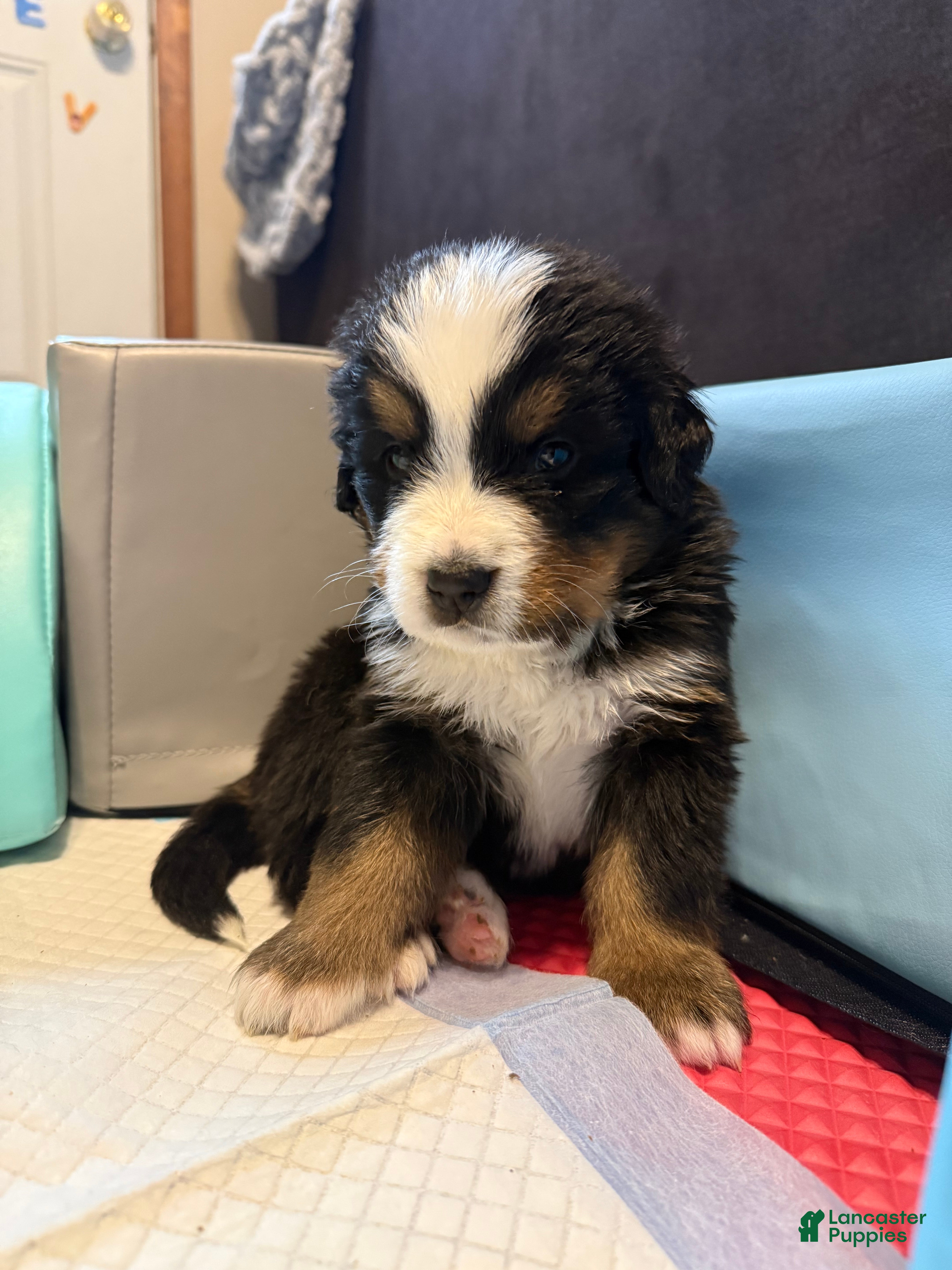 Bernese Mountain Dog dogs Bruce - Ad 34