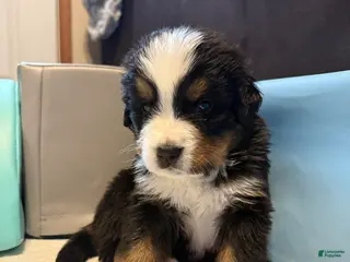 Bernese Mountain Dog dogs Bruce - Ad 17