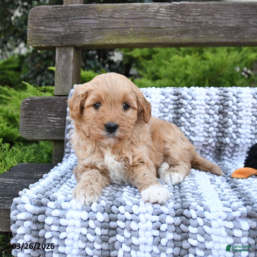 Mini Goldendoodle dogs Bandit - Ad 2