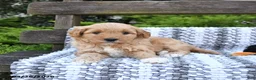 Mini Goldendoodle dogs for sale: Bandit - Ad 2