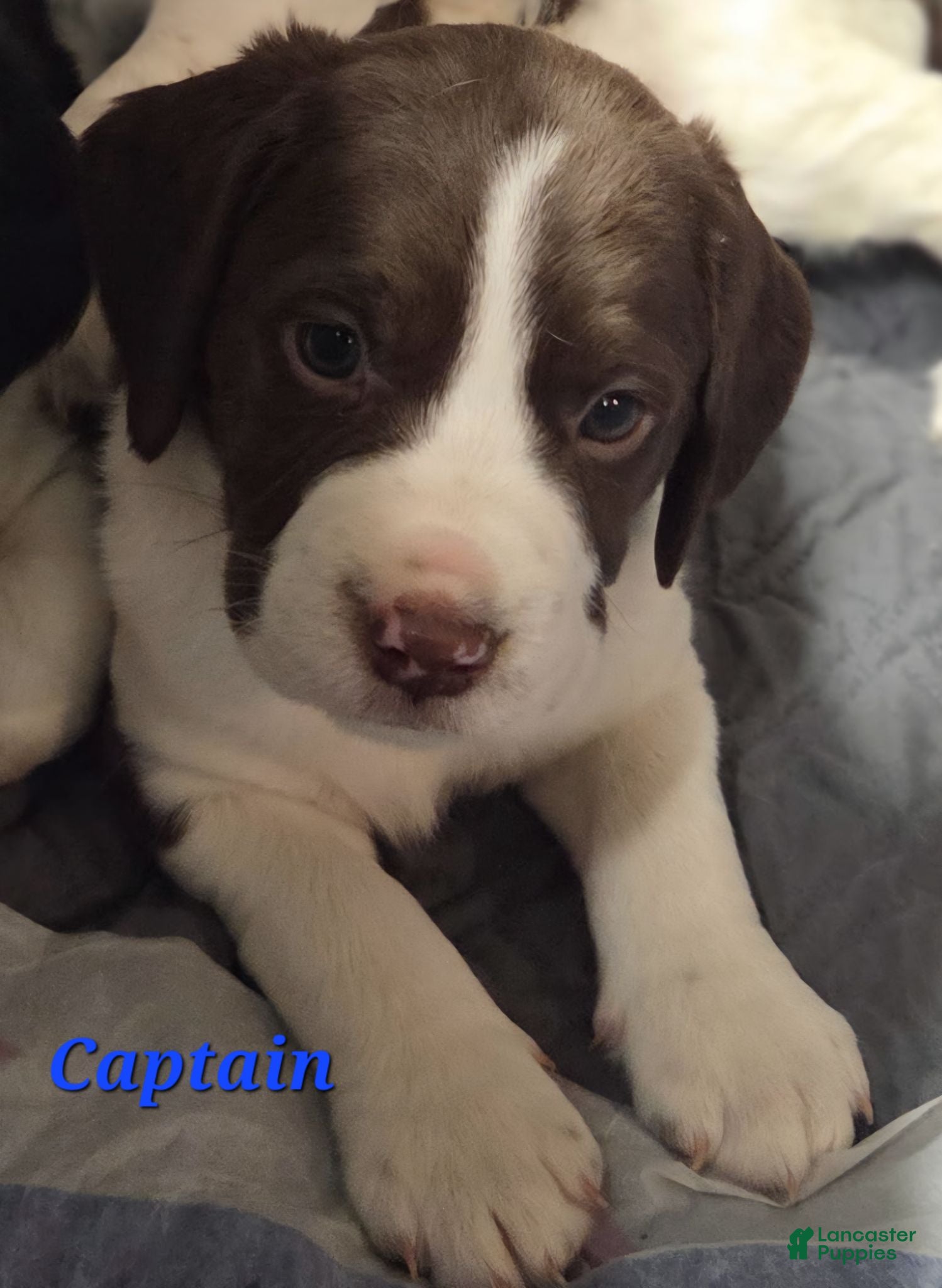 Mixed Breed dogs Captain - Ad 20