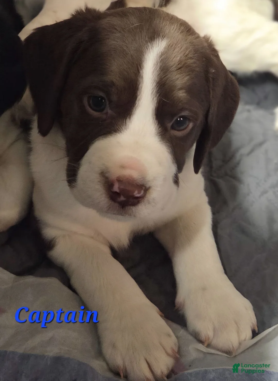 Mixed Breed dogs for sale: Captain - Ad 1