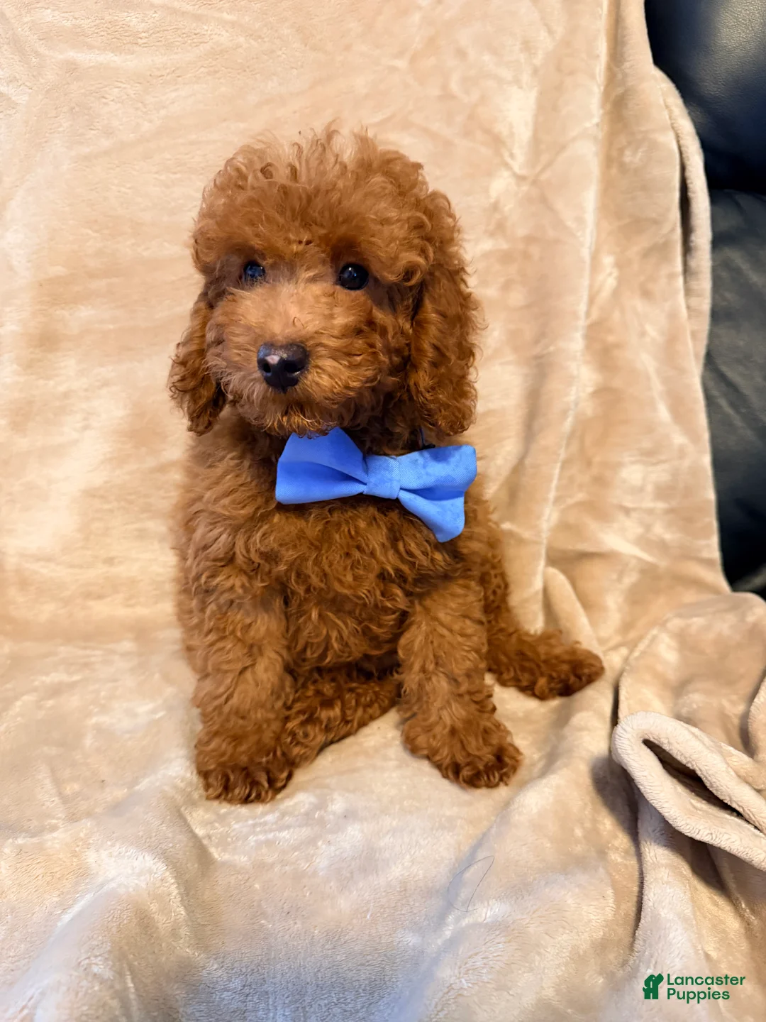 Toy Poodle dogs for sale: Gus - ACA Potty Trained Poodle  - Ad 2