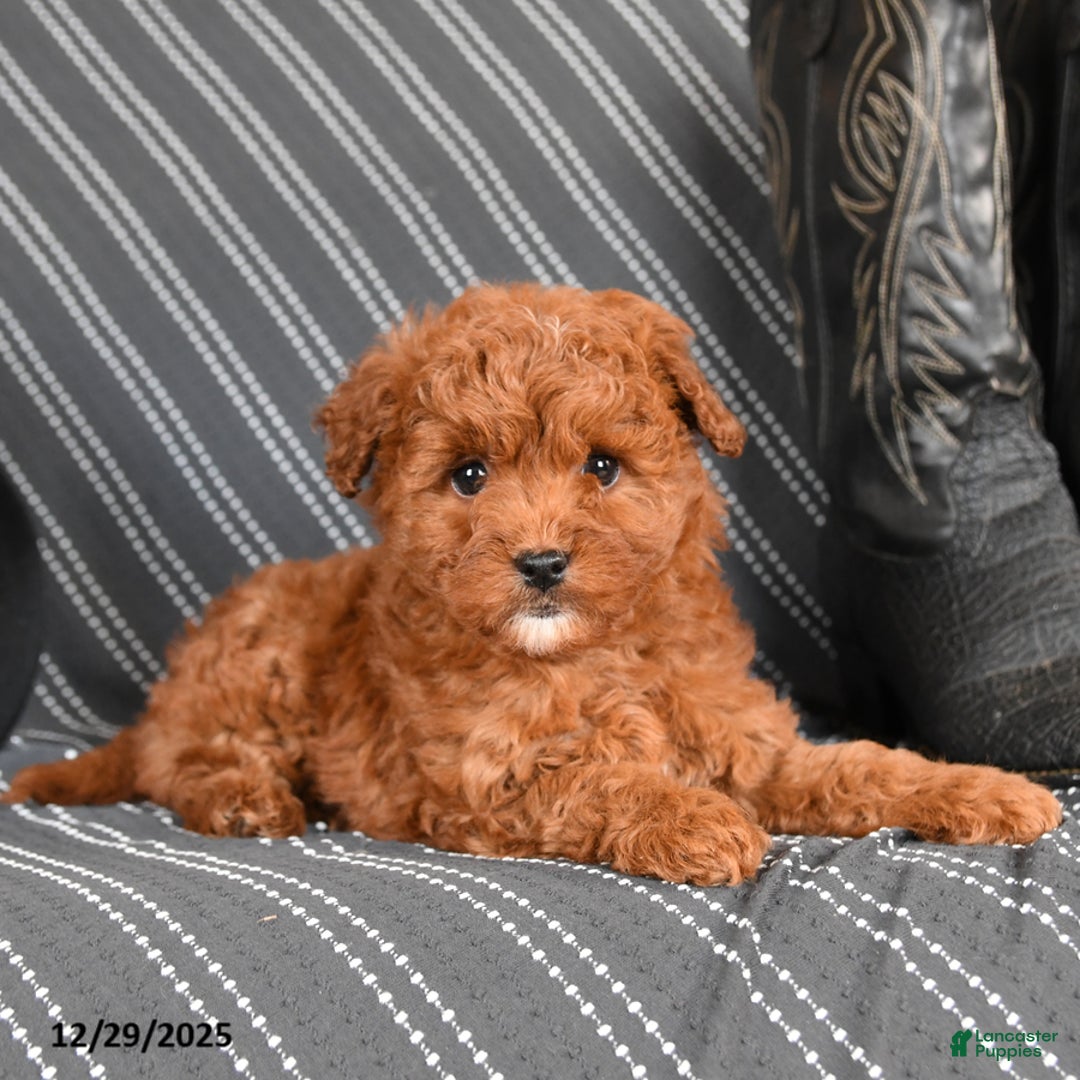 Cavapoo dogs for sale: Sassafras - Ad 4