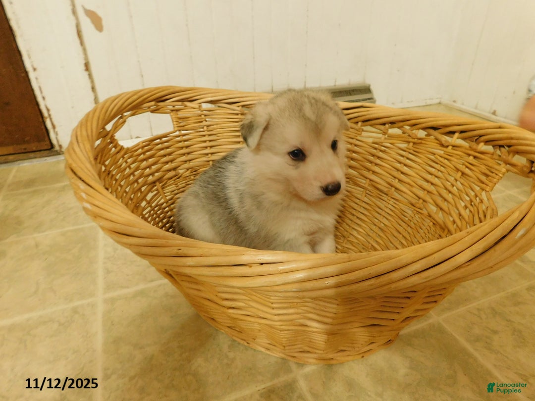 German Shepherd dogs for sale: Sparkle - Ad 3