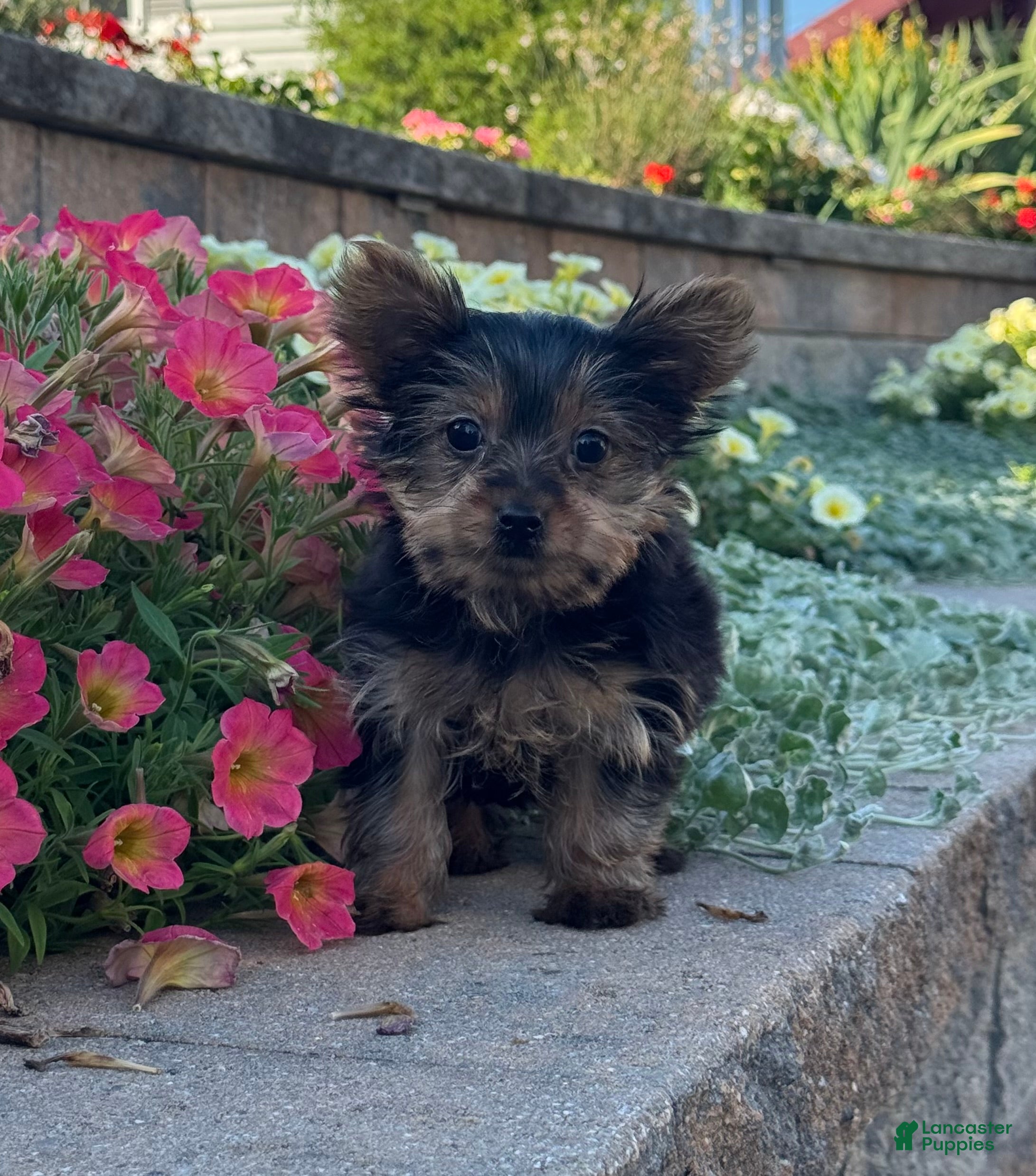 Yorkshire Terrier dogs Teacup Yuzu  - Ad 14