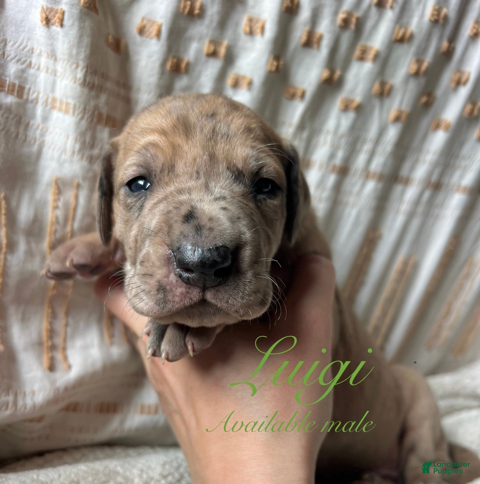 Great Dane dogs Luigi - Ad 2