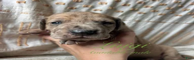 Luigi