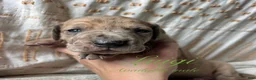 Great Dane dogs for sale: Luigi - Ad 1