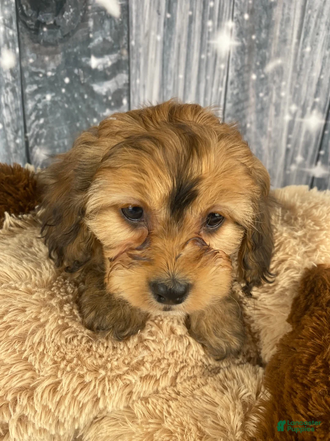 Cavapoo dogs for sale: Tilly - Ad 2