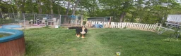Bernese Mountain Dog dogs for stud: Charlie  - Ad 4