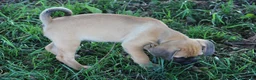 Puggle dogs for sale: Freedom - Ad 5