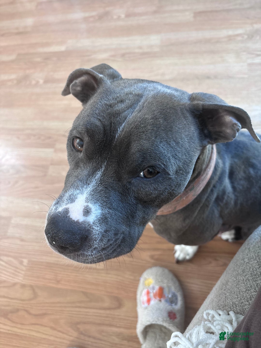 American Pit Bull Terrier dogs for sale: American Pit Bull Terrier Puppy 4 - Ad 2