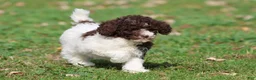 Mini Bernedoodle dogs for sale: Snickerdoodles - Ad 4