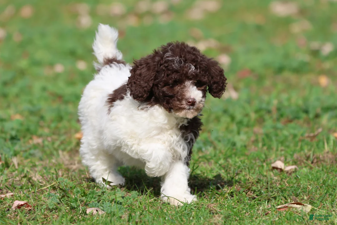 Mini Bernedoodle dogs for sale: Snickerdoodles - Ad 4
