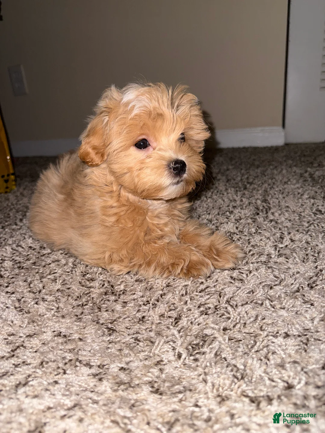 Maltipoo dogs for sale: Maltipoo Puppy 1 - Ad 3