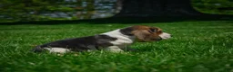 Beagle dogs for sale: Nicky - Ad 4
