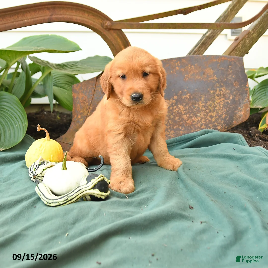Golden Retriever dogs for sale: Asher - Ad 1