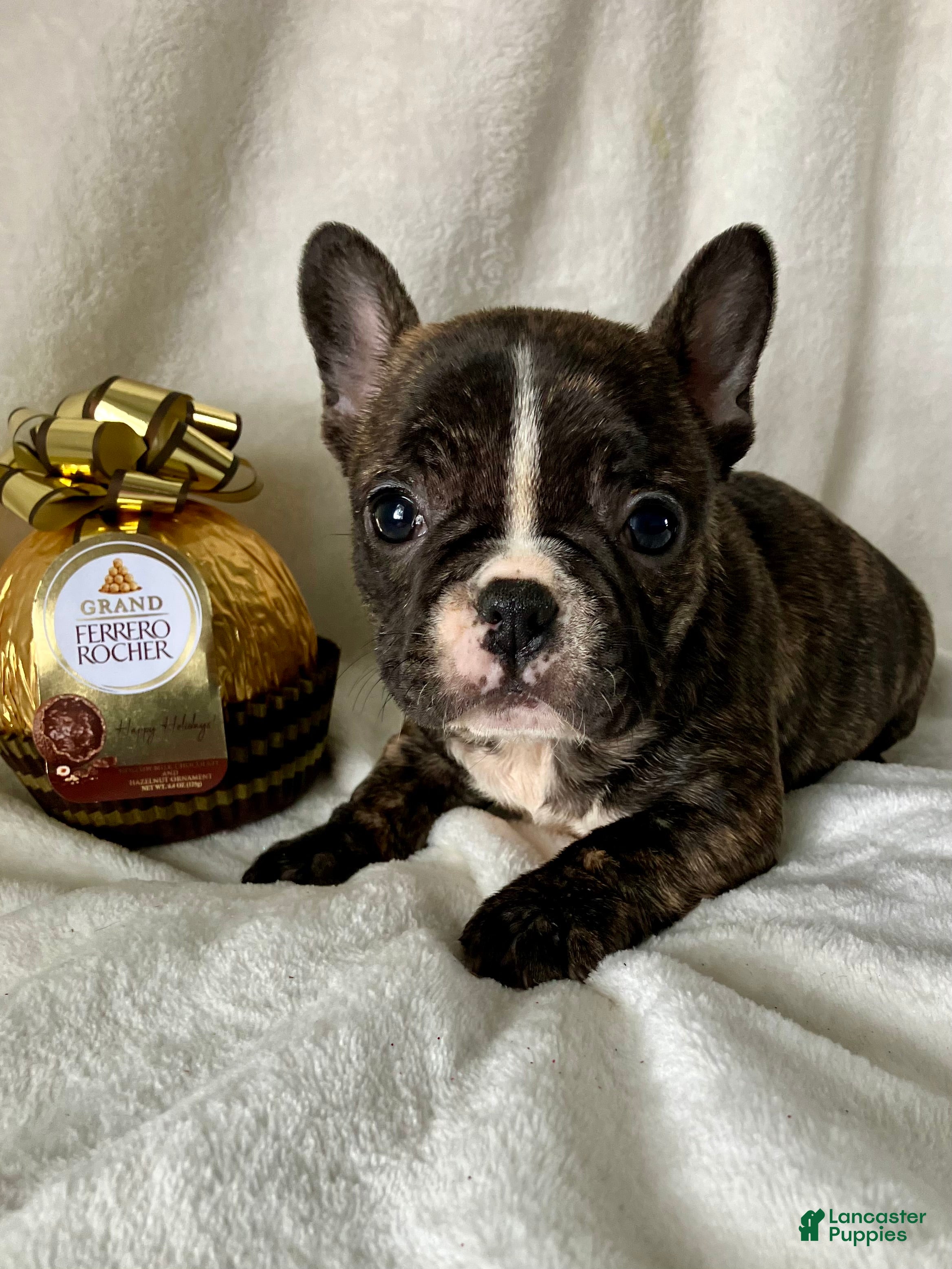 French Bulldog dogs Polly - Ad 21