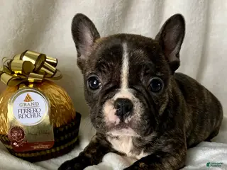 French Bulldog dogs Polly - Ad 21