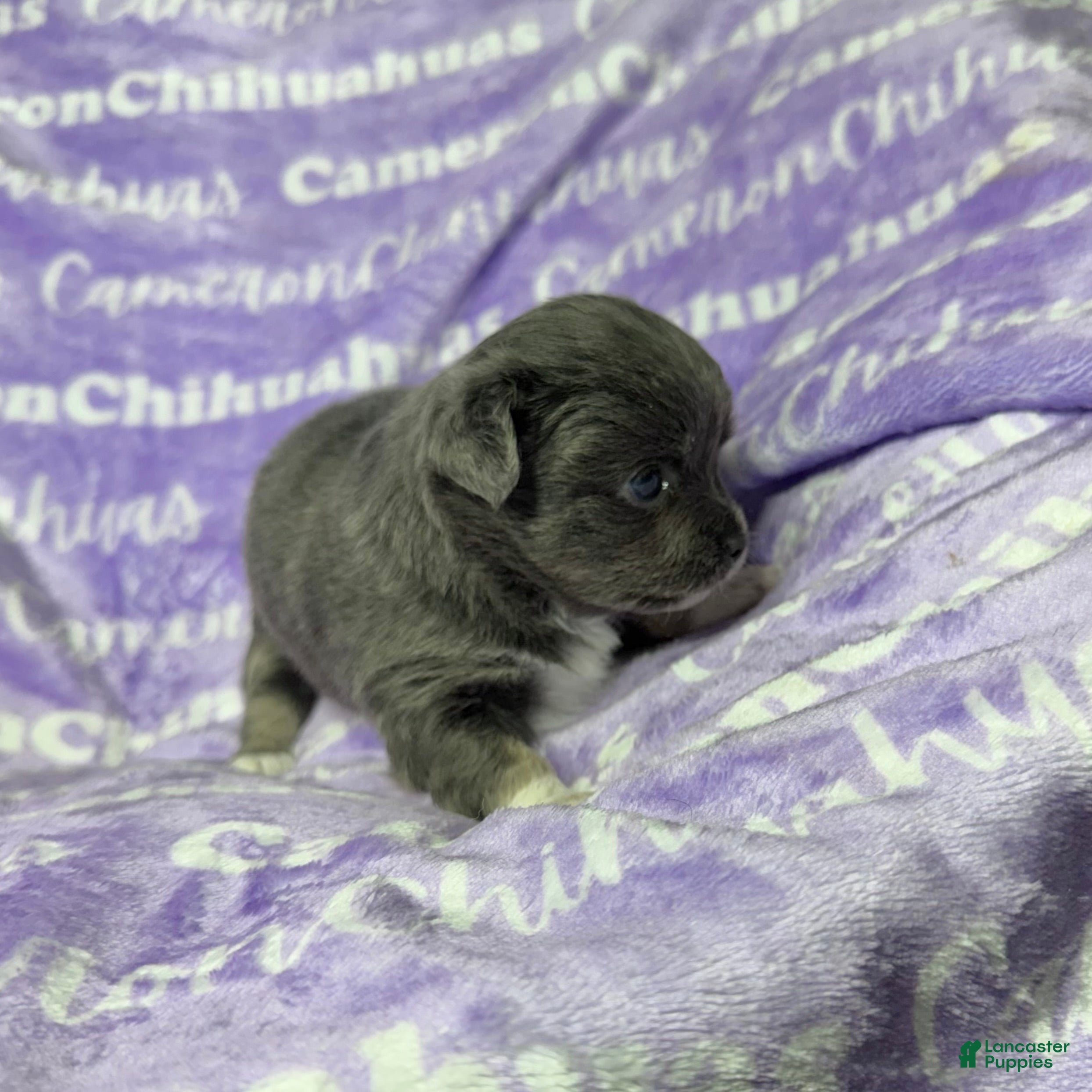 Chihuahua dogs Fiona Blue Tricolor Long Coat - Ad 2