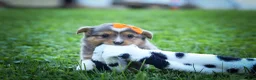 Mixed Breed dogs for sale: Gracie Lou🌸 - Ad 13
