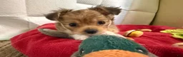 Mixed Breed dogs for sale: Mixed Breed 2 - Ad 8