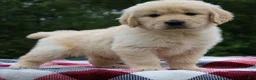 Golden Retriever dogs for sale: Theo - Ad 5
