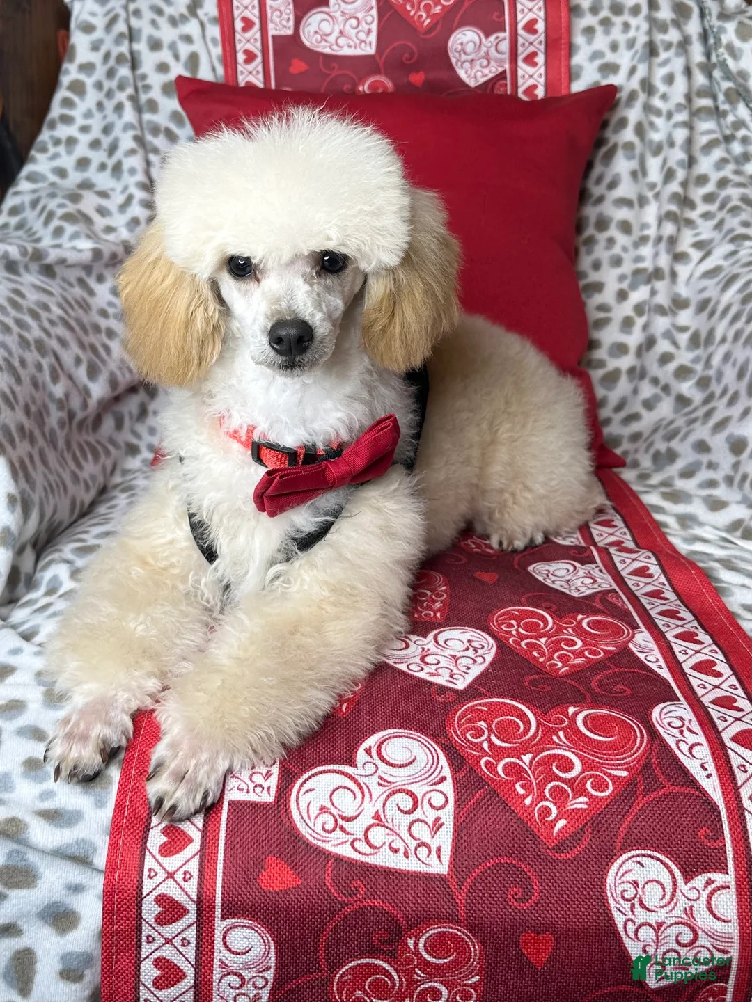 Toy Poodle dogs for sale: Yodel  - Ad 5