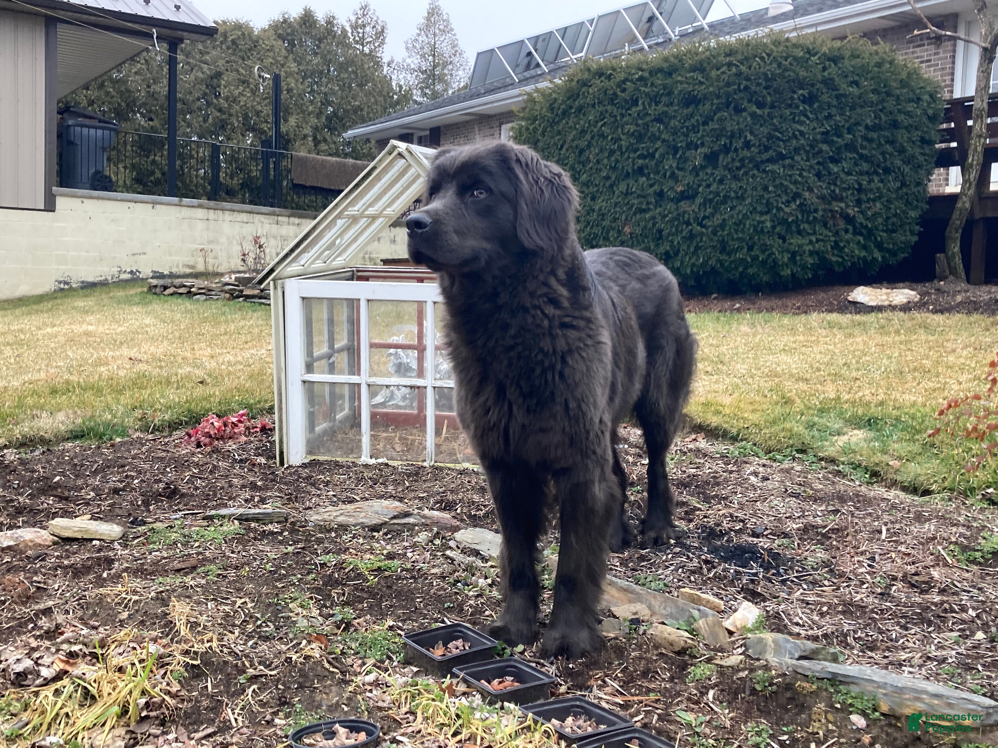 Newfoundland dogs Alex - Ad 2