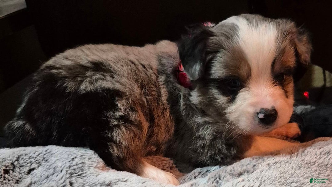 Toy Australian Shepherd dogs for sale: Toy Australian Shepherd Puppy 2 - Ad 5