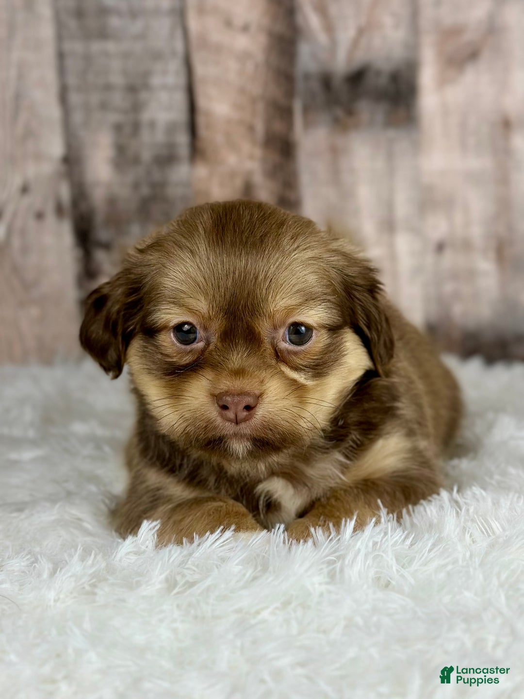 Shih Tzu dogs for sale: Boy Knox - 8934 - Ad 1