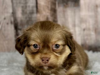 Shih Tzu dogs Boy Knox - 8934 - Ad 29