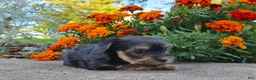 Yorkshire Terrier dogs for sale: Molly - Ad 1