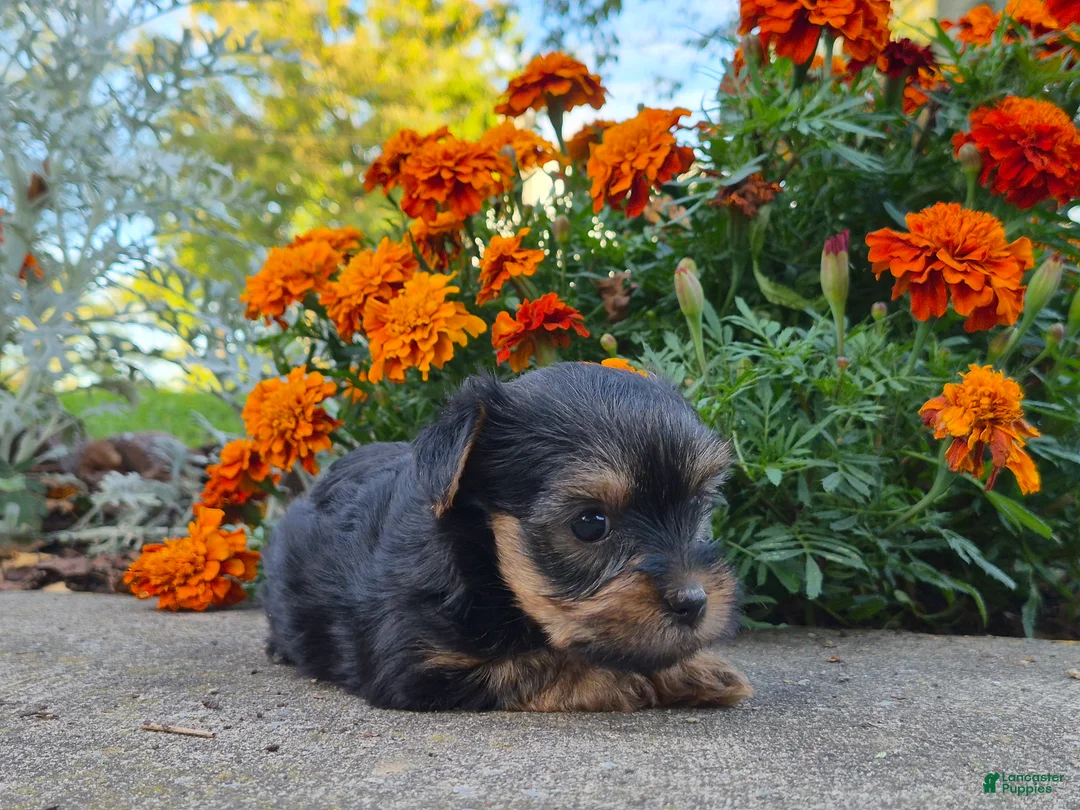 Yorkshire Terrier dogs for sale: Molly - Ad 1