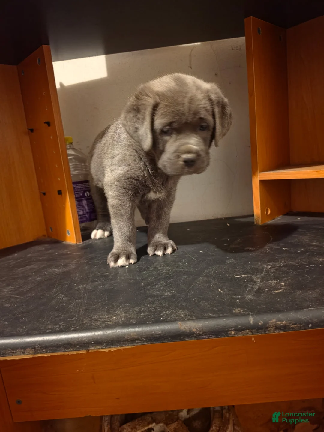 Cane Corso dogs for sale: Hulk - Ad 2