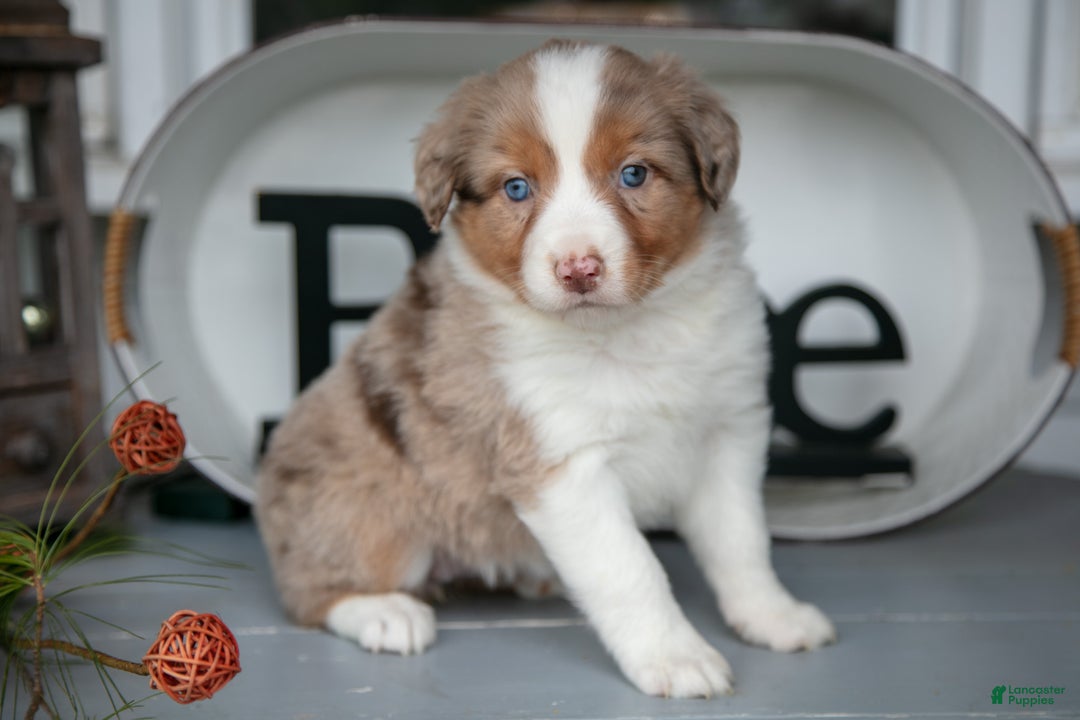 Australian Shepherd dogs for sale: Macy - Ad 1