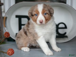 Australian Shepherd dogs Macy - Ad 11