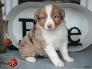 Australian Shepherd dogs Macy - Ad 28