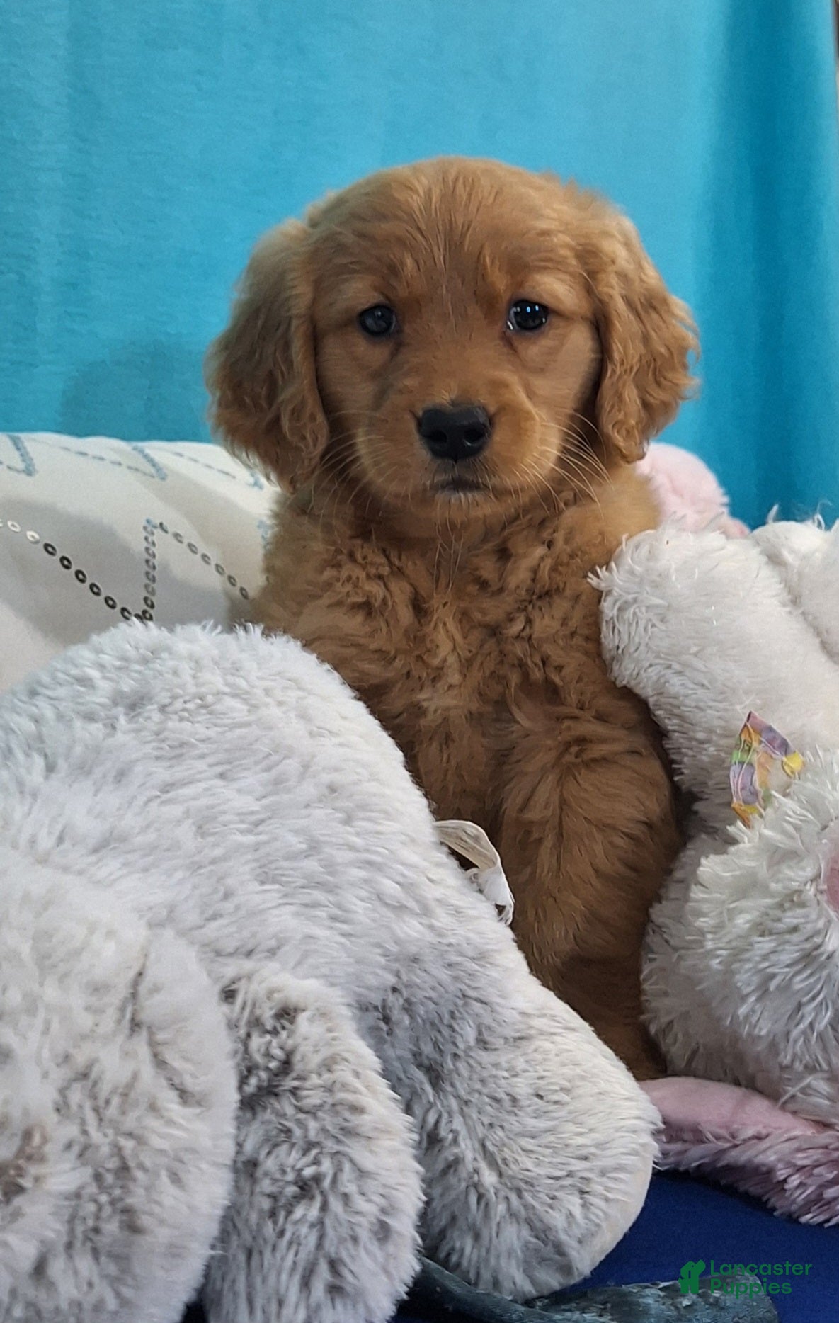 Golden Retriever dogs Hope - Ad 2