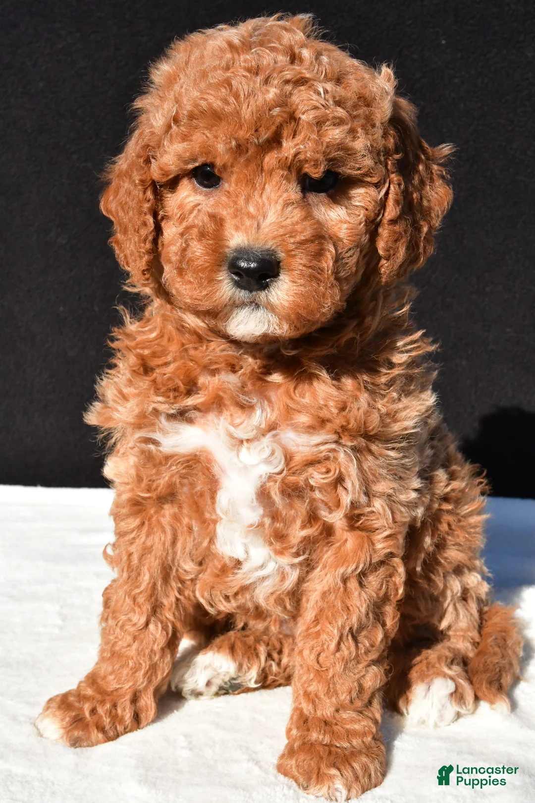 Mini Goldendoodle dogs for sale: Sophia - Ad 2