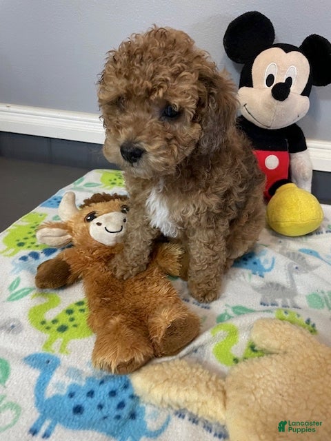 Cockapoo dogs Patches - Ad 1